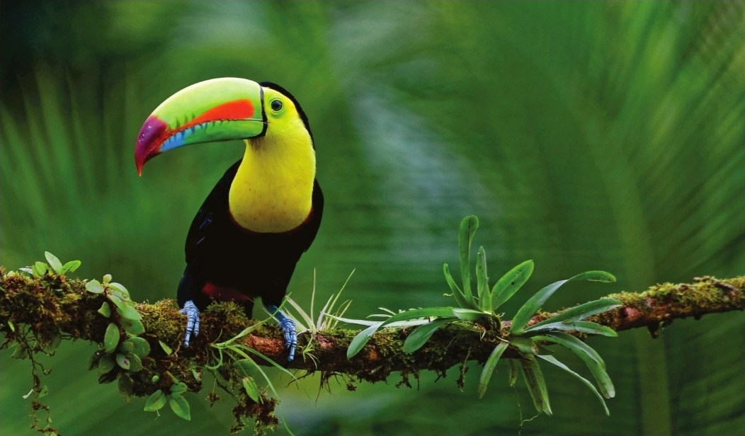 A toucan on a mossy branch among the greenery