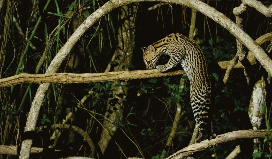 Ocelot resting on a branch in the night jungle